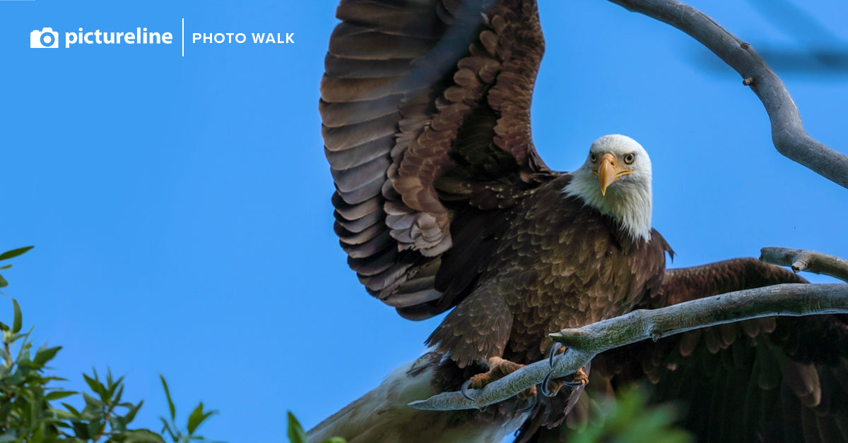 Bird Photography Workshop at Farmington Bay: Saturday, May 29th