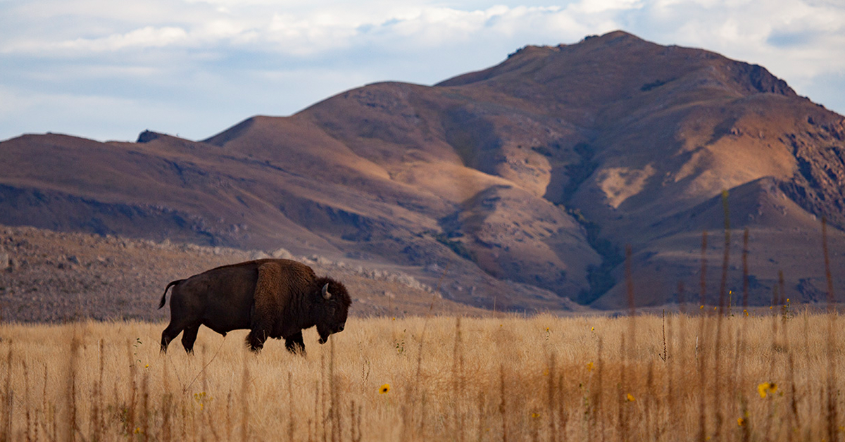 Wildlife Photography Workshop (Saturday, October 19)