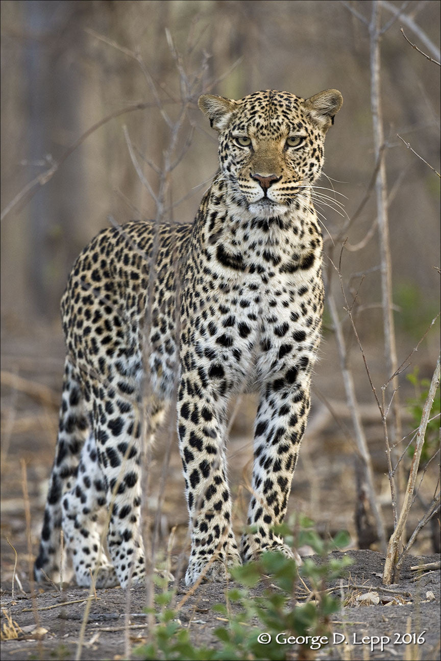 Extending Depth of Field with George Lepp Workshop (March 19th), events - past, pictureline - Pictureline  - 4
