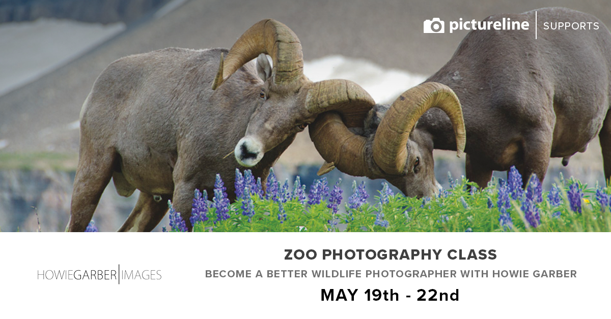 Zoo Photography Class with Howie Garber (May 19th, 20th, & 22nd)